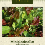 Tammenlehtisalaatti Baby Leaf mix
