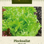 Lehtisalaatti 'Record'