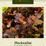 Lehtisalaatti 'Salad Bowl Rossa' Luomu