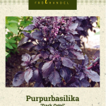 Purppurabasilika 'Dark Opal'