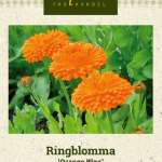 Tarhakehäkukka 'Orange King'