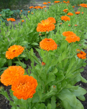 Tarhakehäkukka 'Orange King'