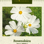 Punakosmoskukka 'Vega White'