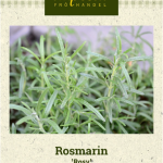 Rosmariini 'Rosy'
