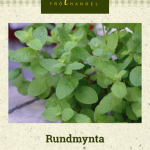 Pyöröminttu