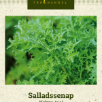 Sareptansinappi 'Frizzy Joe'