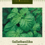 Salaattibasilika 'Mammoth'