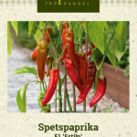 Suippopaprika F1 'Estilo'