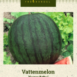 Vesimeloni 'Sugar Baby'