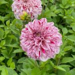 Daalia 'Gogo Speckled'