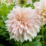 Koristedaalia ’Cafe au Lait’ – Dinnerplate