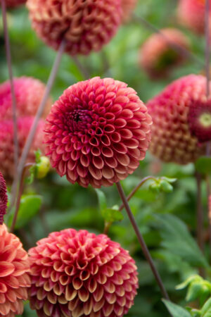 Bolldahlia ’Copper Boy’