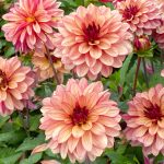 Koristedaalia ’Creme de Cognac’