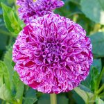Pompondaalia ’Marble Ball’