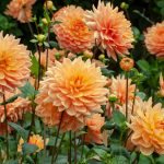 Koristedaalia 'Noordwijks Glorie'