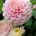 Pompondaalia 'Wizard of Oz'