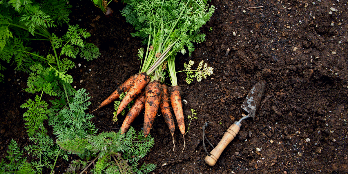 Porkkana on vuoden vihannes – Anna antaa vinkkejä suosikki lajikkeistaan