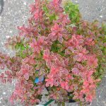 Häckberberis 'Admiration'