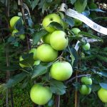 Pilariomena 'President'