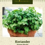 Korianteri 'Green Bush'