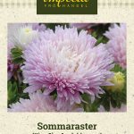 Kiinanasteri 'King Size Appleblossom'