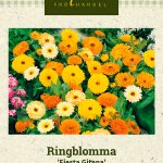 Tarhakehäkukka 'Fiesta Gitana'