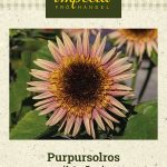 Puna-auringonkukka 'Astra Rose'
