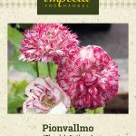 Pioniunikko 'Flemish Antique'