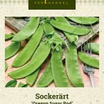 Sokeriherne 'Oregon Sugar Pod'