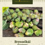 Ruusukaali 'Groninger'
