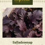 Sareptansinappi 'Crimson Red'