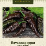 Havannapaprika 'Naga Black'