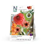 Dahlia, Gladiol: Lovely Match
