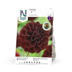 Dekorativdahlia ’La Recoleta'
