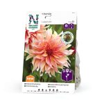 Dekorativdahlia 'Labyrinth' - Dinnerplate