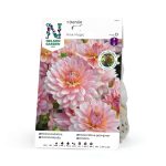 Näckrosdahlia 'Pink Magic'