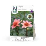 Anemondahlia 'Totally Tangerine'