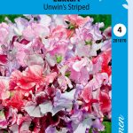 Tuoksuherne 'Unwin's Striped'