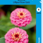Isotsinnia 'Lilliput Rose Gem'