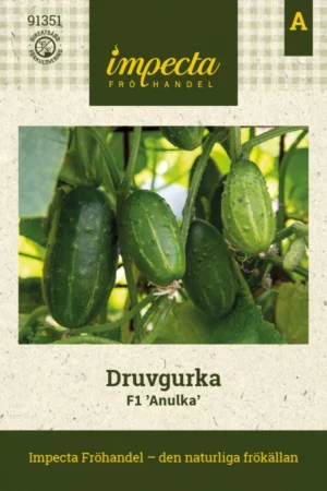 Avomaankurkku F1 'Anulka'