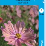 Rosenskära 'Apricotta'