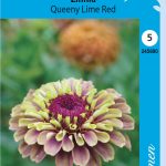 Isotsinnia 'Queeny Lime Red'