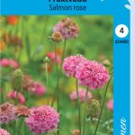 Koreatörmäkukka 'Salmon Rose'
