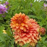 Koristedaalia 'Mango Madness' - Dinnerplate