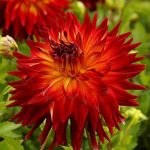 Koristedaalia ’Manhattan Island’ – Dinnerplate