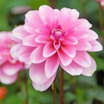 Koristedaalia 'Pink Perception'