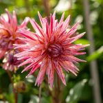Dahlia 'Alain Mimoun'