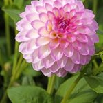 Dahlia 'Arbatax'