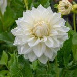 Daalia 'Bull's Pride'