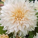 Dahlia 'Cafe au lait'